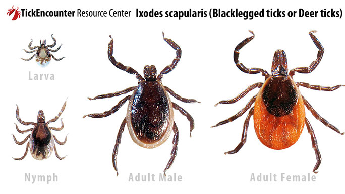 Ixodes scapularis, Blackleggged ticks or Deer ticks