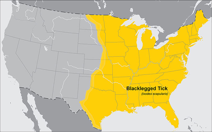 Map shows blacklegged tick prevalent in the southeastern, northeastern and upper midwest states