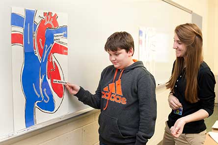 Student at white board putting labels on heart model