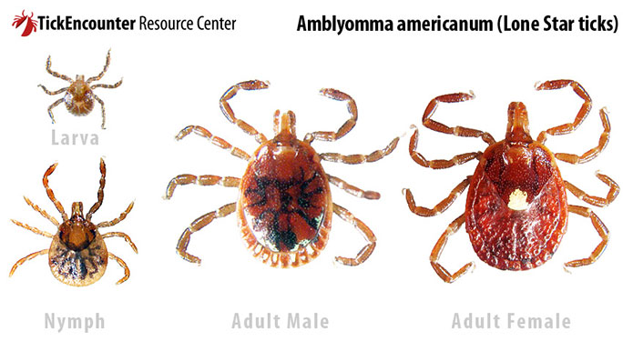 Amblyomma americanum, Lone Star ticks