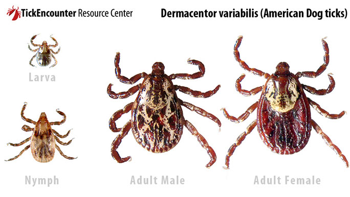 Dermacentor variabilis, American Dog ticks