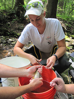 Lab director collect fin clippings of a brown trout in NJ