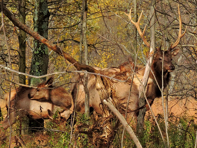 a PA bull elk in Elk county PA