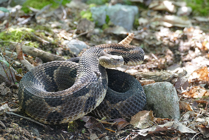 Rattlesnake in the wild