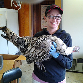 Graduate student Meaghan Bird holding a turkey harvest in 2014 hunt