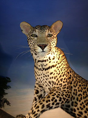 leopard