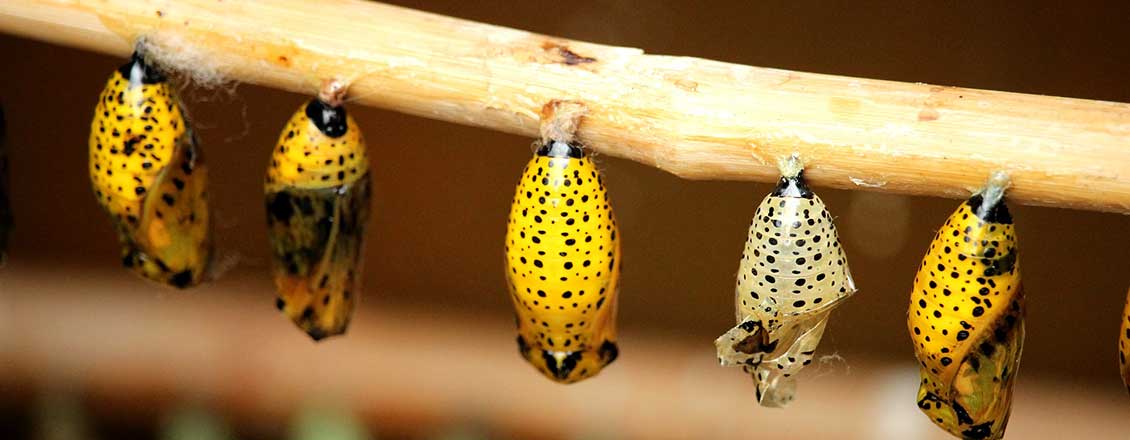 Butterfly Cocoons